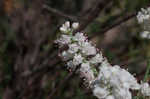 Southern jointweed